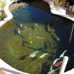 Koi pond using ERIC Threes producing crystal clear water for pond