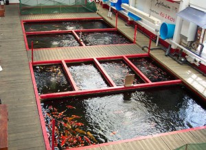 Showing the koi ponds at infiltration peter waddington