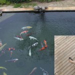 Koi Pond using ERIC Filters showing really gin clear water