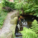 Beautiful 4000 Gallon pond with koi and surrounding foliage