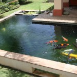 Marco Koi Pond testimonial for ERIC Filters