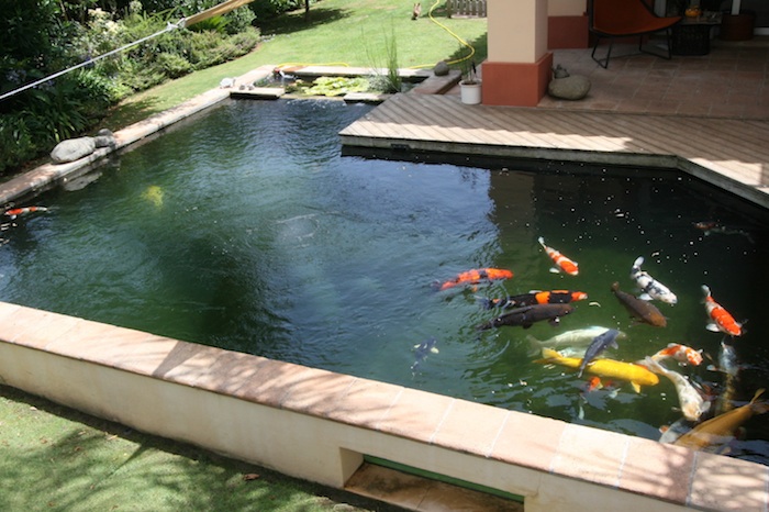 Marco's Koi Pond from Spain using ERIC Filters