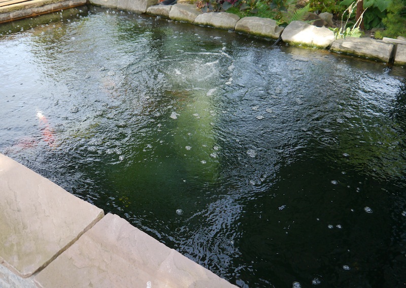 Neils koi pond