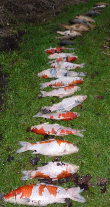 Winter Koi