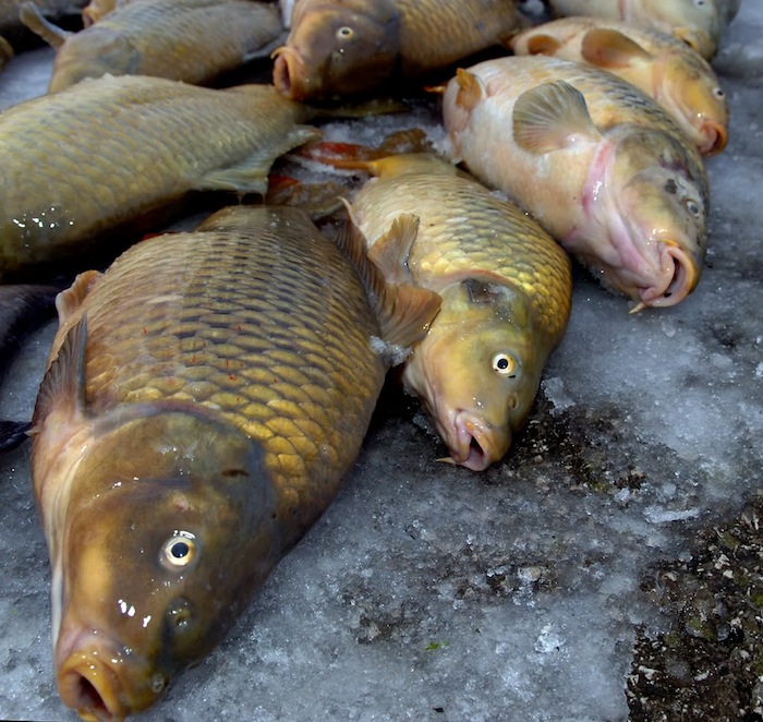 Carp