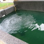 Aeration for koi pond filtered by ERIC Pond Filters