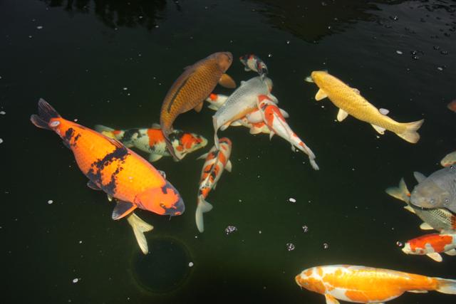 Photograph of koi pond filtered by ERIC units