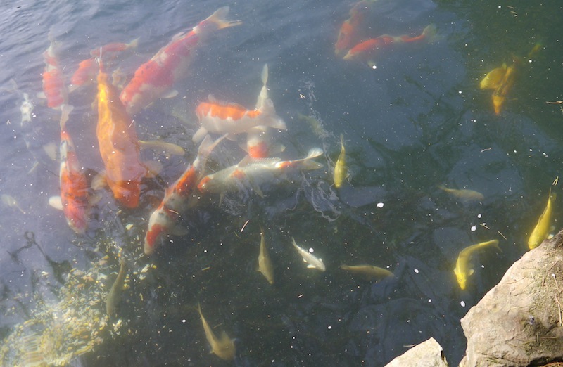 Koi swimming around in Peter Waddingtons Pond