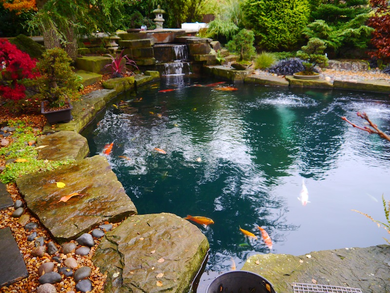 pond containing 142 Koi