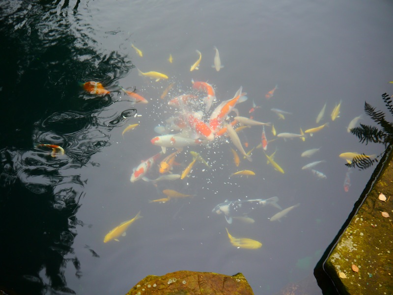 pond containing 142 Koi 1