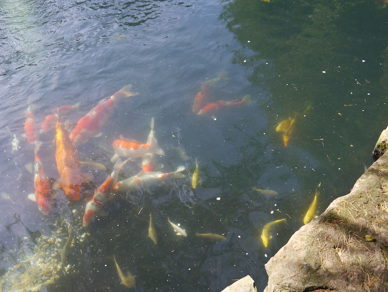 Koi in Peter Waddingtons Pond