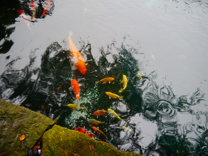 pond containing 142 Koi 2