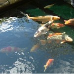 Pond Filtration ERIC and gin clear water