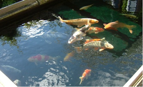 Pond Filtration ERIC and gin clear water