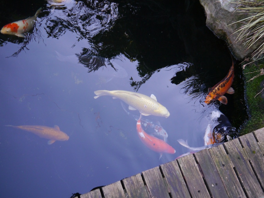 koi in koi pond with decking to one side