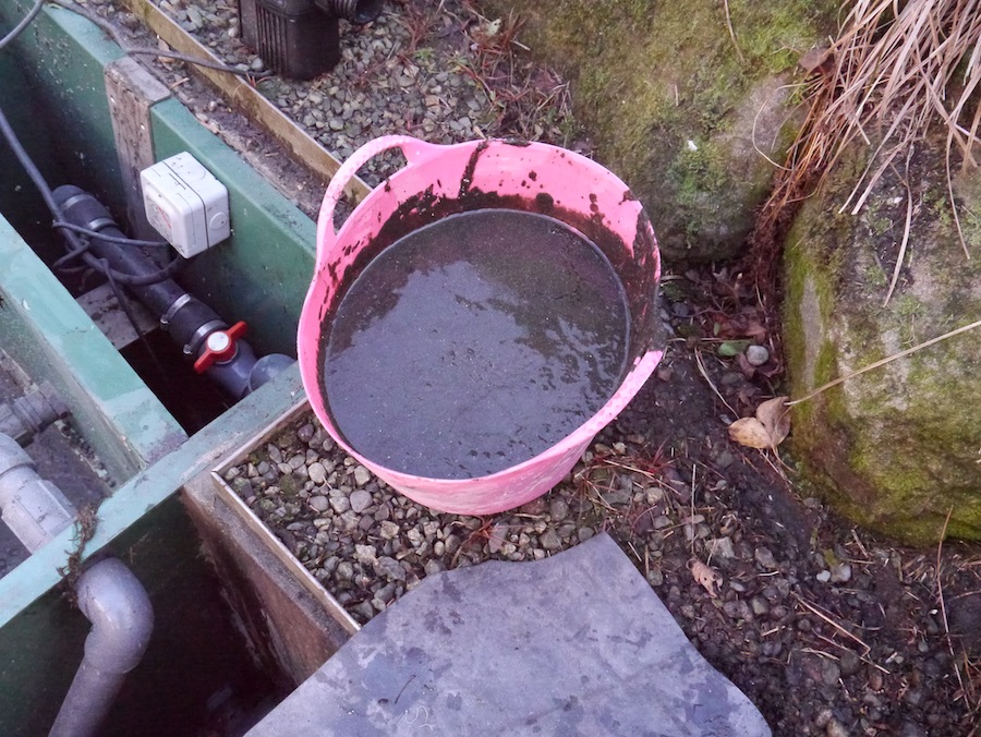 A bucket of sludge that has been removed from the old koi pond filter