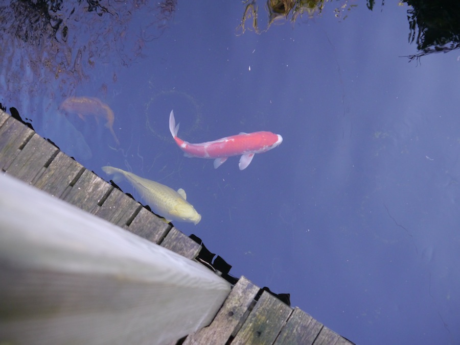 Kohaku with shimi in koi pond with decking next to the pond 