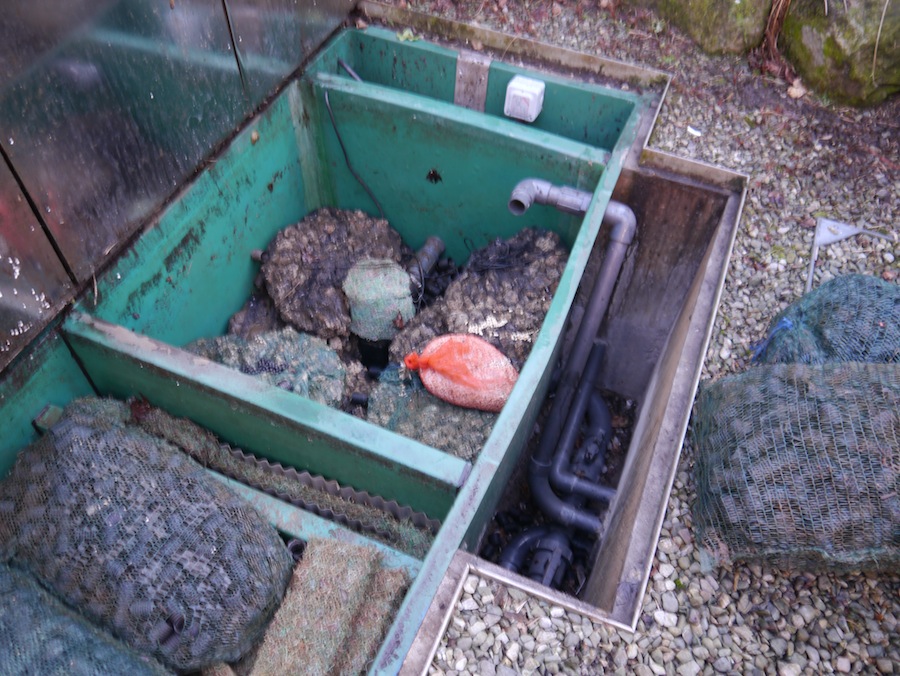 Close up shot of the media being removed from inside the koi pond filter