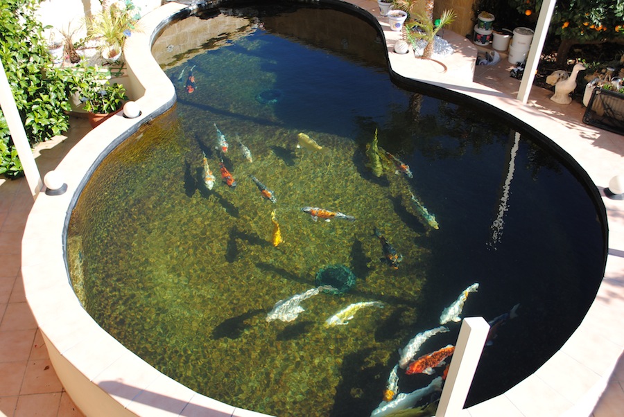 Gin Clear water produced by koi pond filtration in spain