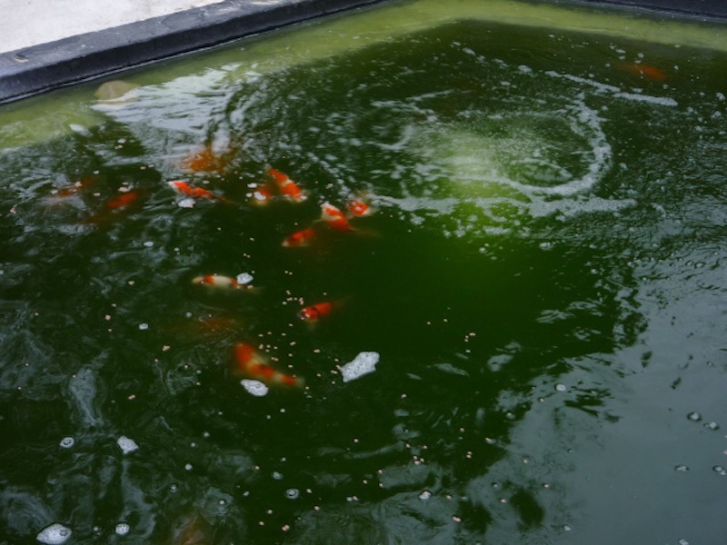 System being run with green water