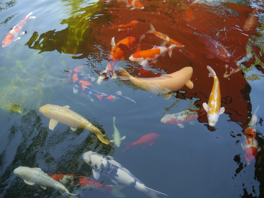 Nice gin clear water in koi pond