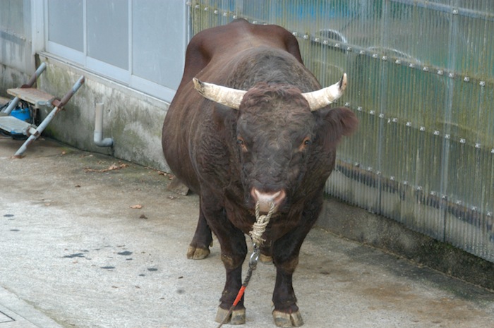 bull