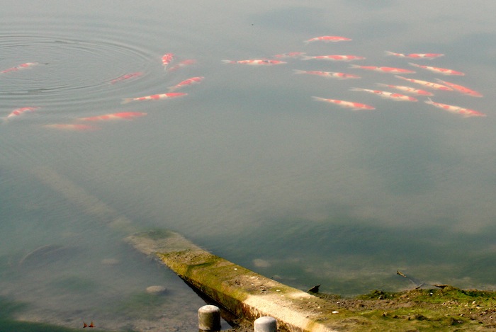 koi before harvest