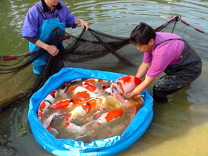 koi paddling pool