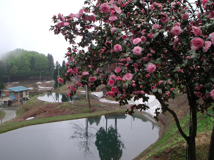 takezawa flowers